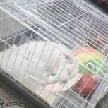 فروشی سگ اشپیتز