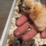 جوجه گوشتی راس ،لاس ، آرین