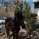 فروش اسب مادیون کهر قد بلند