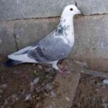 کبوتر جفتی وتکی