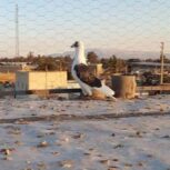 کفتر سینه و پشتی