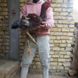 خروس لاری اصیل