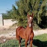 اسب دره شوری