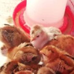 فروش جوجه محلی