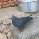 کبوتر درجه یک تخم گذار