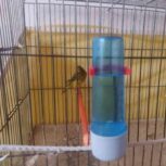 قناری سبز دهن زن