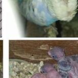 مرغ عشق با 4 جوجه