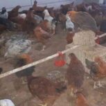 جوجه مرغ محلی