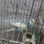 مرغ عشق ماده مولد