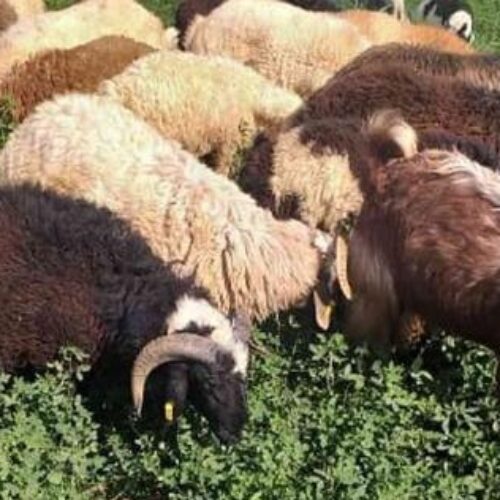 فروش گوسفند