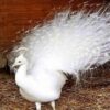فروش جوجه و تخم نطفه دار طاووس در رنگ هایه مخطلف