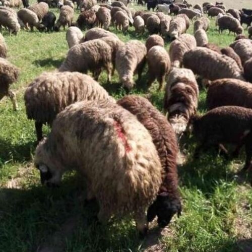 گله گوسفند