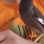 مینای سخنگو دستی