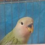 کوتوله برزیلی