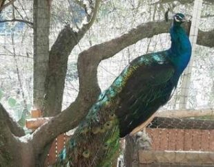 جوجه طاووس یکماهه