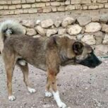 سگ نگهبان به شرط