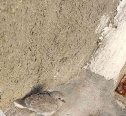 یک عدد جوجه قمری کوهی