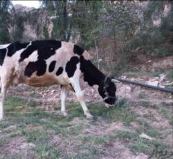 فروش گاو و گوساله در نور آباد ممسنی