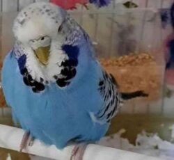 مرغ عشق عادی و انگلیسی بالغ رنگ خاص