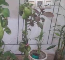 فروش گل اپارتمانی