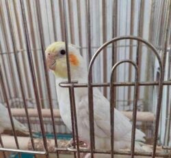 معاوضه عروس هلندی نر با ماده