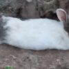 خرگوش معمولی وهلندی